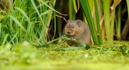 water vole wildlife trust