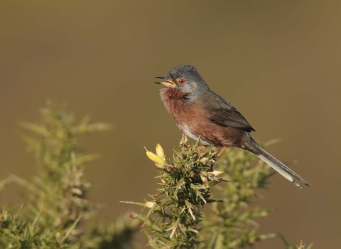 Dartford warbler