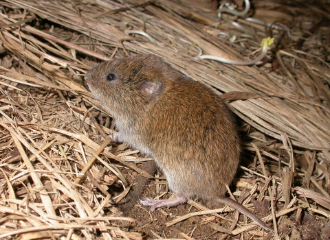 Field vole