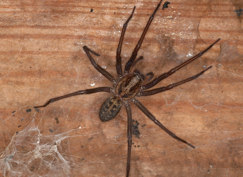 Giant House Spider