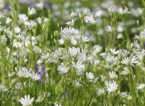 Greater Stitchwort