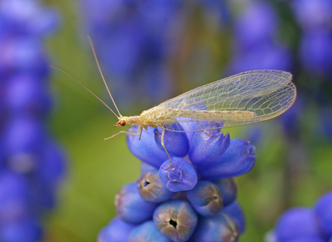 Common Green Lacewing