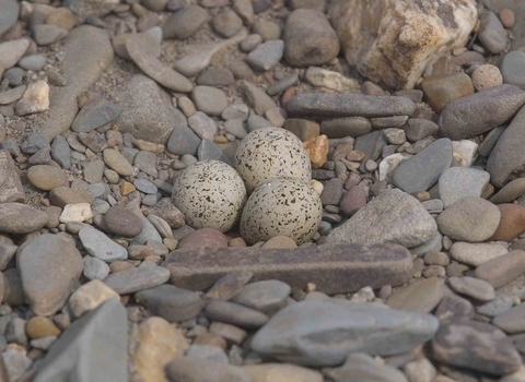 Little Ringed Plover eggs