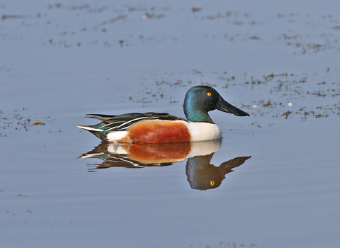 Shoveler