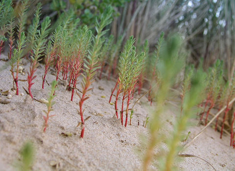 Sea Spurge