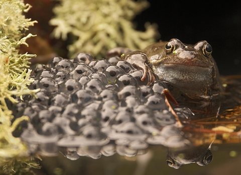 Common frog