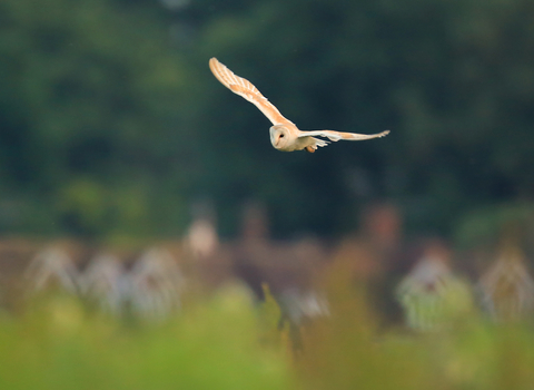 Barn owl flying above some trees and houses