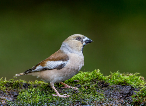 Hawfinch