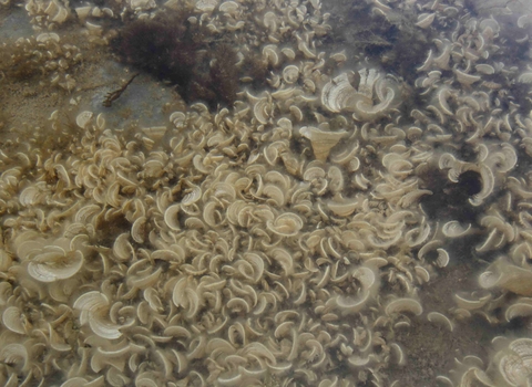 Peacock's tail seaweed