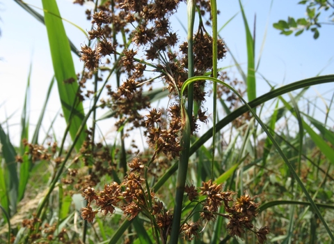 Great fen sedge