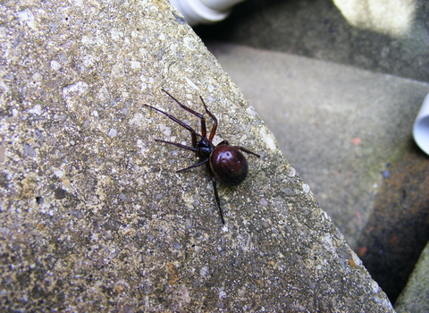 False widow spider