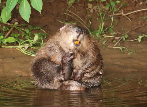 beaver female