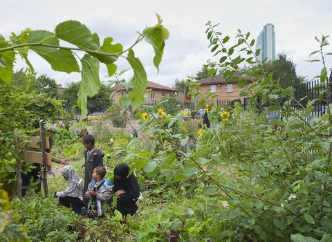 Community garden allotment