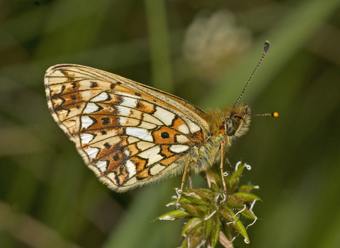 Devon Special Species | Devon Wildlife Trust