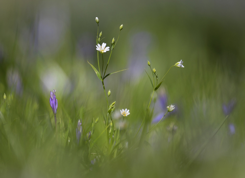 Stitchwort