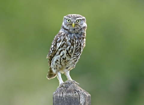 Recognising birds of prey - Norfolk Wildlife Trust