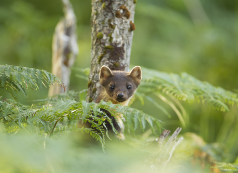 Pine marten looking at camera