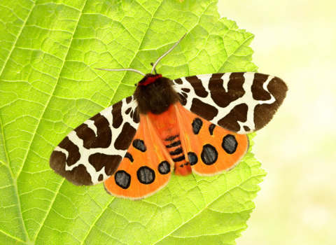 vibrant orange and red moth