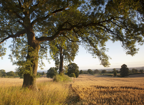 Trees lining a field