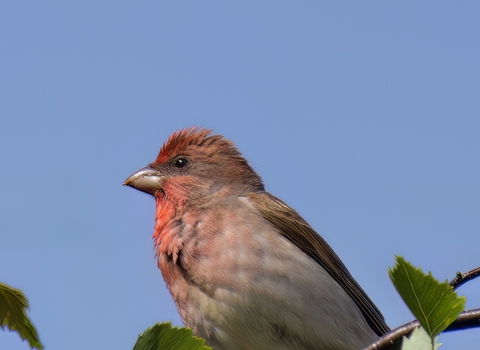 A male common rosefinch perched on a thin tree branch. It's a chunky bird with a red wash to the face and breast