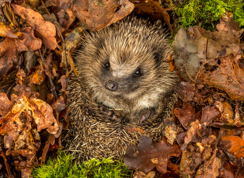 Hedgehog (prickly mammal with button nose) curled up in autumn leaves