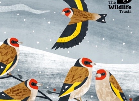 Illustration of goldfinch birds in snowy landscape (front cover of christmas cards)