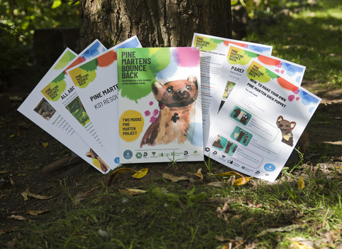 Examples of pine marten school resources