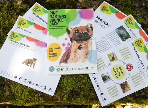 Examples of pine marten school resources