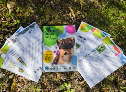 Examples of pine marten school resources