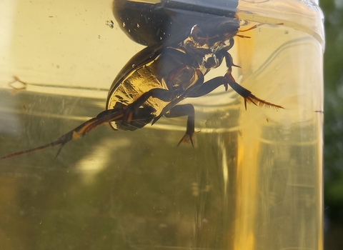 A male great silver water beetle swimming in a clear container, showing the silvery sheen of the underside