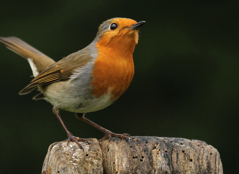 Homepage | Devon Wildlife Trust